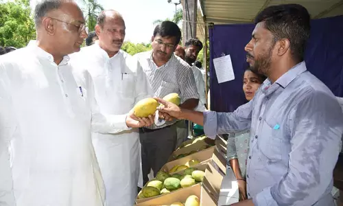 ಕದ್ರಿ ಪಾರ್ಕ್‌ನಲ್ಲಿ ಮಾವು ಹಣ್ಣುಗಳ ವೈವಿಧ್ಯ!