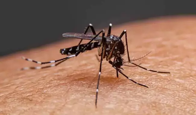 ಮಳೆಗಾಲದಲ್ಲಿ ಸಾಂಕ್ರಾಮಿಕ ರೋಗಗಳು ಹರಡದಂತೆ ಎಚ್ಚರ: ಪೌರಾಯುಕ್ತ ಮಳೆಗಾಲದಲ್ಲಿ ಸಾಂಕ್ರಾಮಿಕ ರೋಗಗಳು ಹರಡದಂತೆ ಎಚ್ಚರ: ಪೌರಾಯುಕ್ತ