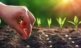 ಉಡುಪಿ ಜಿಲ್ಲೆಯ 1058 ರೈತರಿಗೆ 475 ಕ್ವಿಂಟಾಲ್ ಬಿತ್ತನೆ ಬೀಜ ವಿತರಣೆ: ಜಂಟಿ ಕೃಷಿ ನಿರ್ದೆಶಕರು