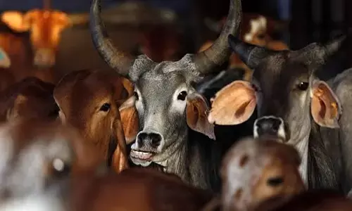 ಉತ್ತರ ಪ್ರದೇಶ | ವಾಹನ ಢಿಕ್ಕಿ ಹೊಡೆಸಿ ಹೆಡ್ ಕಾನ್ಸ್‌ಟೆಬಲ್ ಹತ್ಯೆಗೈದ ಶಂಕಿತ ಅಕ್ರಮ ಗೋವು ಸಾಗಾಟಗಾರರು