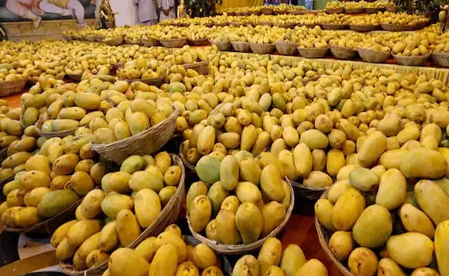 ಭಾರತದಿಂದ ರಫ್ತಾಗಿದ್ದ ಮಾವಿನಹಣ್ಣುಗಳನ್ನು ತಿರಸ್ಕರಿಸಿದ ಅಮೆರಿಕ!