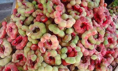 ಬಾಲ್ಯದ ನೆನಪು ಮಾಡುವ ಬಯಲುಸೀಮೆ ‘ಸೀಹುಣಸೆ’