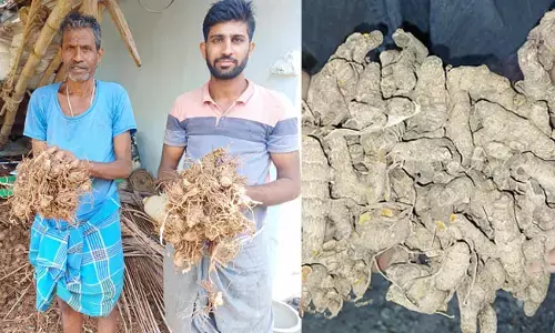 ಸಾವಯವ ವಿಧಾನದಲ್ಲಿ ಅರಿಶಿಣ ಕೃಷಿ: ಯುವ ರೈತ ಗುರುಪ್ರಸಾದ್ ಮಾದರಿ ಬೇಸಾಯ