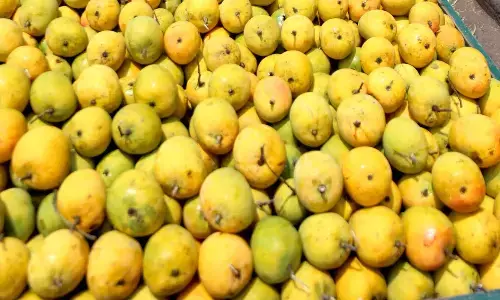 ಅನಿರೀಕ್ಷಿತ ತಾಪಮಾನ ಏರಿಕೆ, ಅಕಾಲಿಕ ಮಳೆ: ಮಾವಿನ ಹಣ್ಣಿನ ಇಳುವರಿಯಲ್ಲಿ ಕುಸಿತ