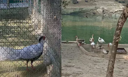 ಕಾನ್ಪುರ ಮೃಗಾಲಯದಲ್ಲಿ ಹಕ್ಕಿ ಜ್ವರ ಭೀತಿ; ಅನಾರೋಗ್ಯ ತುತ್ತಾದ ಮತ್ತಷ್ಟು ಪ್ರಾಣಿಗಳು