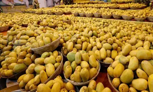 ಭಾರತದಿಂದ ರಫ್ತಾಗಿದ್ದ ಮಾವಿನಹಣ್ಣುಗಳನ್ನು ತಿರಸ್ಕರಿಸಿದ ಅಮೆರಿಕ!