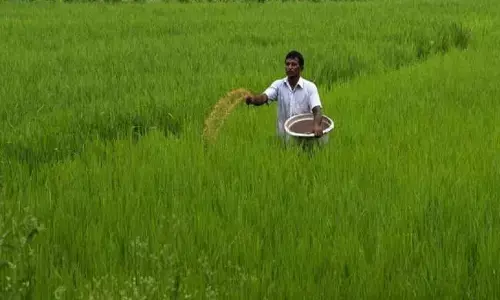 ಕಲಬುರಗಿ | ಡಿಎಪಿಗೆ ಪರ್ಯಾಯವಾಗಿ ಸಂಯುಕ್ತ ರಸಗೊಬ್ಬರವನ್ನು ಬಳಸಲು ರೈತರಿಗೆ ಸಲಹೆ