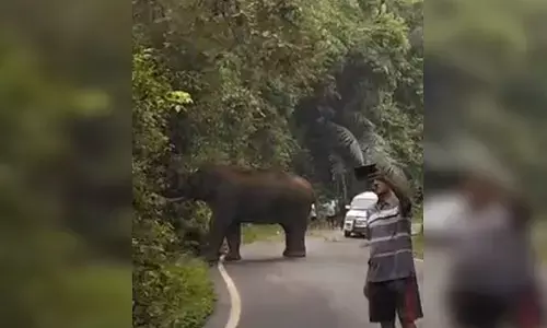 ಚಾರ್ಮಾಡಿ ಘಾಟಿ ರಸ್ತೆಯಲ್ಲಿ ಪ್ರತ್ಯಕ್ಷಗೊಂಡ ಕಾಡಾನೆ: ಪ್ರಯಾಣಿಕರ ಸೆಲ್ಫಿ ದುಸ್ಸಾಹಸ