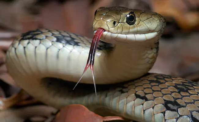 ಮಧ್ಯ ಪ್ರದೇಶ | ಹಾವು ಕಡಿದಿದೆಯೆಂದು 38 ಬಾರಿ ಒಬ್ಬನೇ ವ್ಯಕ್ತಿಗೆ ಒಟ್ಟು 11 ಕೋಟಿ ರೂಪಾಯಿ ಪರಿಹಾರ! ಮಧ್ಯ ಪ್ರದೇಶ | ಹಾವು ಕಡಿದಿದೆಯೆಂದು 38 ಬಾರಿ ಒಬ್ಬನೇ ವ್ಯಕ್ತಿಗೆ ಒಟ್ಟು 11 ಕೋಟಿ ರೂಪಾಯಿ ಪರಿಹಾರ!