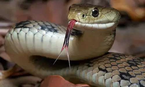 ಮಧ್ಯ ಪ್ರದೇಶ | ಹಾವು ಕಡಿದಿದೆಯೆಂದು 38 ಬಾರಿ ಒಬ್ಬನೇ ವ್ಯಕ್ತಿಗೆ ಒಟ್ಟು 11 ಕೋಟಿ ರೂಪಾಯಿ ಪರಿಹಾರ!