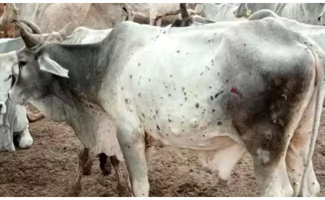 ಉತ್ತರಾಖಂಡದ ಗ್ರಾಮದಲ್ಲಿ ಒಂದೇ ವಾರದಲ್ಲಿ ನಿಗೂಢ ಕಾಯಿಲೆಗೆ 91 ಜಾನುವಾರುಗಳು ಬಲಿ