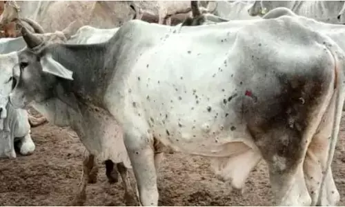 ಉತ್ತರಾಖಂಡದ ಗ್ರಾಮದಲ್ಲಿ ಒಂದೇ ವಾರದಲ್ಲಿ ನಿಗೂಢ ಕಾಯಿಲೆಗೆ 91 ಜಾನುವಾರುಗಳು ಬಲಿ