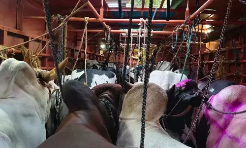 ಭಟ್ಕಳ | ಅಕ್ರಮ ಜಾನುವಾರು ಸಾಗಾಟ: ಮೂವರ ಬಂಧನ