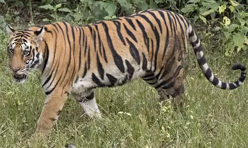 ಕಾರ್ಬೆಟ್ ಅಭಯಾರಣ್ಯದಲ್ಲಿ ಹುಲಿ ದಾಳಿಗೆ ಓರ್ವ ಬಲಿ