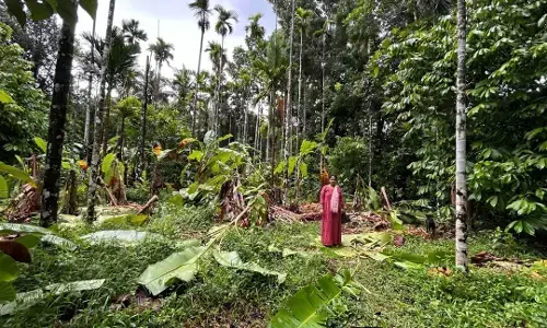 ಸುಳ್ಯ, ಅರಂತೋಡಿನಲ್ಲಿ ಕಾಡಾನೆ ದಾಳಿ - ಕೃಷಿ ನಾಶ