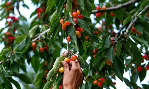 ಮುಂಬೈನಿಂದ ಕತ್ರಾಗೆ ಪ್ರಥಮ ಗೂಡ್ಸ್‌ ರೈಲು: ಮಾರುಕಟ್ಟೆಯ ಮೇಲೆ ಕಣ್ಣು ನೆಟ್ಟ ಕಾಶ್ಮೀರದ ಚೆರ‍್ರಿ ಬೆಳೆಗಾರರು