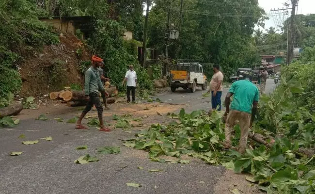 ಉಪ್ಪಿನಂಗಡಿ | ಅಪಾಯಕಾರಿ ಮರಗಳ ತೆರವು