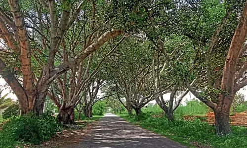 ಮಂಗಳೂರು | ವಿ.ವಿ ಹೊಸ ಕಟ್ಟಡ ನಿರ್ಮಾಣಕ್ಕೆ ಮರಗಳ ತೆರವು : ಅಹವಾಲು ಸಭೆ