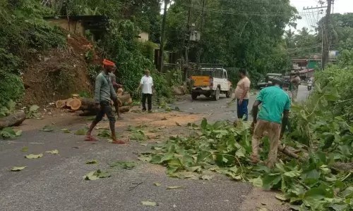 ಉಪ್ಪಿನಂಗಡಿ | ಅಪಾಯಕಾರಿ ಮರಗಳ ತೆರವು