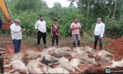 ಮಂಗಳೂರು: ಮಹಾ ಮಳೆಗೆ 68 ಆಡು, ಕುರಿಗಳ ಸಾವು