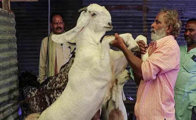 ಬಕ್ರೀದ್ ಸಮಯದಲ್ಲಿ ಜಾನುವಾರು ಮಾರುಕಟ್ಟೆಗಳನ್ನು ಮುಚ್ಚಲು ಮಹಾರಾಷ್ಟ್ರ ಗೋಸೇವಾ ಆಯೋಗ ಆದೇಶ ಬಕ್ರೀದ್ ಸಮಯದಲ್ಲಿ ಜಾನುವಾರು ಮಾರುಕಟ್ಟೆಗಳನ್ನು ಮುಚ್ಚಲು ಮಹಾರಾಷ್ಟ್ರ ಗೋಸೇವಾ ಆಯೋಗ ಆದೇಶ