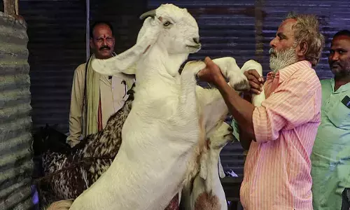 ಬಕ್ರೀದ್ ಸಮಯದಲ್ಲಿ ಜಾನುವಾರು ಮಾರುಕಟ್ಟೆಗಳನ್ನು ಮುಚ್ಚಲು ಮಹಾರಾಷ್ಟ್ರ ಗೋಸೇವಾ ಆಯೋಗ ಆದೇಶ