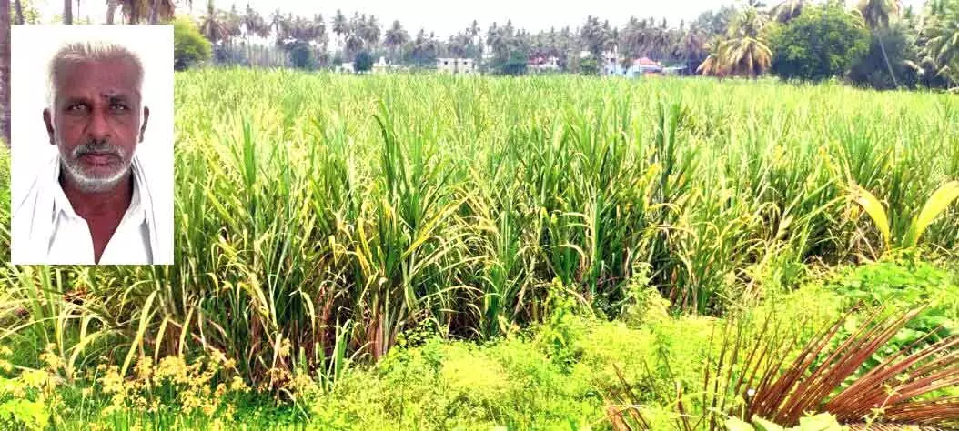 ಇಳಿ ವಯಸ್ಸಿನಲ್ಲೂ ಮಿಶ್ರ ಬೇಸಾಯದ ಮೂಲಕ ಇತರ ಕೃಷಿಕರಿಗೆ ಮಾದರಿಯಾದ ರೈತ ಕೃಷ್ಣಪ್ಪ