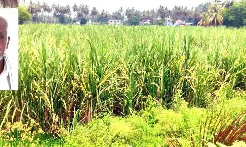 ಇಳಿ ವಯಸ್ಸಿನಲ್ಲೂ ಮಿಶ್ರ ಬೇಸಾಯದ ಮೂಲಕ ಇತರ ಕೃಷಿಕರಿಗೆ ಮಾದರಿಯಾದ ರೈತ ಕೃಷ್ಣಪ್ಪ