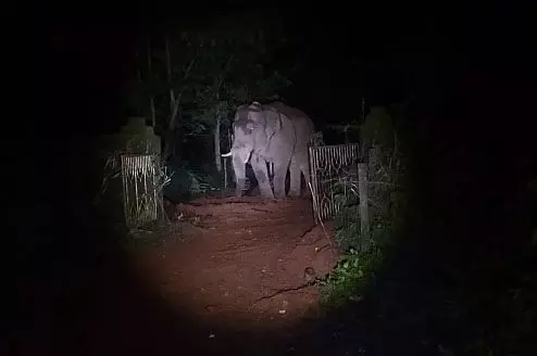 ಸಿದ್ದಾಪುರ-ಹೊಸಂಗಡಿ ಭಾಗದಲ್ಲಿ ಒಂಟಿ ಸಲಗದ ಓಡಾಟ! ಸಿದ್ದಾಪುರ-ಹೊಸಂಗಡಿ ಭಾಗದಲ್ಲಿ ಒಂಟಿ ಸಲಗದ ಓಡಾಟ!