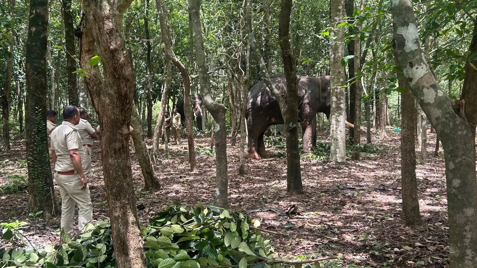 ಸಿದ್ಧಾಪುರ: ಒಂಟಿ ಸಲಗ ಸೆರೆಗೆ ಬಂತು ಸಕ್ರೆಬೈಲಿನ ಮೂರು ಆನೆಗಳು!