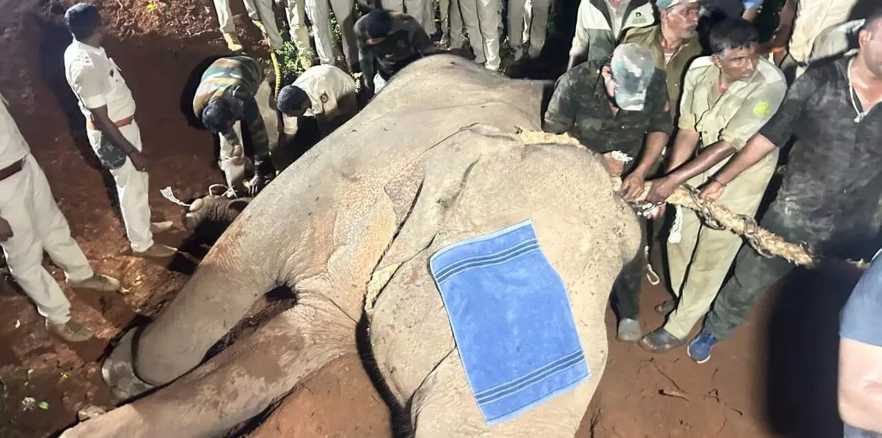 ಸಿದ್ದಾಪುರ-ಹೊಸಂಗಡಿ ಪರಿಸರದಲ್ಲಿ ಬೀಡುಬಿಟ್ಟಿದ್ದ ಒಂಟಿ ಸಲಗ ಕೊನೆಗೂ ಸೆರೆ ಸಿದ್ದಾಪುರ-ಹೊಸಂಗಡಿ ಪರಿಸರದಲ್ಲಿ ಬೀಡುಬಿಟ್ಟಿದ್ದ ಒಂಟಿ ಸಲಗ ಕೊನೆಗೂ ಸೆರೆ