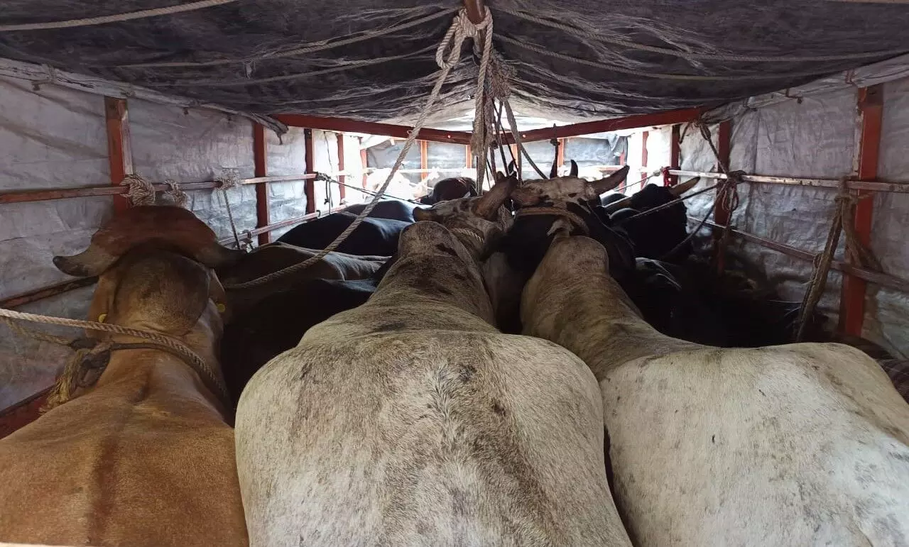 ಅಕ್ರಮ ಜಾನುವಾರು ಸಾಗಾಟ ಆರೋಪ: ಮೂವರ ಬಂಧನ ಅಕ್ರಮ ಜಾನುವಾರು ಸಾಗಾಟ ಆರೋಪ: ಮೂವರ ಬಂಧನ