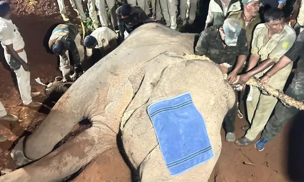 ಸಿದ್ದಾಪುರ-ಹೊಸಂಗಡಿ ಪರಿಸರದಲ್ಲಿ ಬೀಡುಬಿಟ್ಟಿದ್ದ ಒಂಟಿ ಸಲಗ ಕೊನೆಗೂ ಸೆರೆ