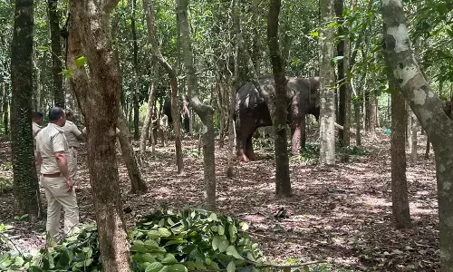 ಸಿದ್ಧಾಪುರ: ಒಂಟಿ ಸಲಗ ಸೆರೆಗೆ ಬಂತು ಸಕ್ರೆಬೈಲಿನ ಮೂರು ಆನೆಗಳು!