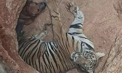 ಕೇರಳ | ಒಂದೇ ಗುಂಡಿಗೆ ಬಿದ್ದ ಹುಲಿ, ನಾಯಿ: ಅರಣ್ಯ ಇಲಾಖೆಯಿಂದ ರಕ್ಷಣೆ