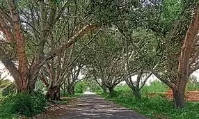 ಜೂ.17: ಮರಗಳ ತೆರವು ಕುರಿತು ಅಹವಾಲು ಸಭೆ