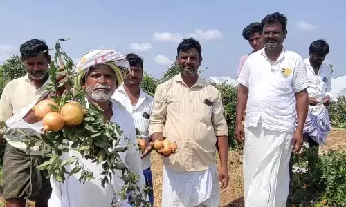 ಸಿಂಧನೂರಿನಲ್ಲಿ ಬಿರುಗಾಳಿ ಸಹಿತ ಭಾರೀ ಮಳೆಗೆ ದಾಳಿಂಬೆ ಬೆಳೆ ನಾಶ : ರೈತರಿಗೆ ನಷ್ಟ