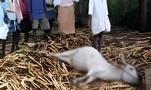 ದೇವದುರ್ಗ | ಸಿಡಿಲು ಬಡಿದು ಆಕಳು ಸಾವು