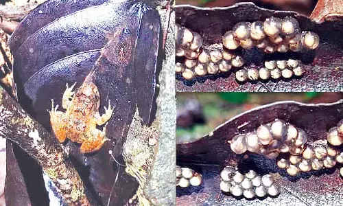 ಪಶ್ಚಿಮ ಘಟ್ಟದಲ್ಲಿ ಕಪ್ಪೆಗಳ ಸಂತಾನ ಅಭಿವೃದ್ಧಿಗೆ ತೊಡಕಾದ ಹವಾಮಾನ ವೈಪರೀತ್ಯ