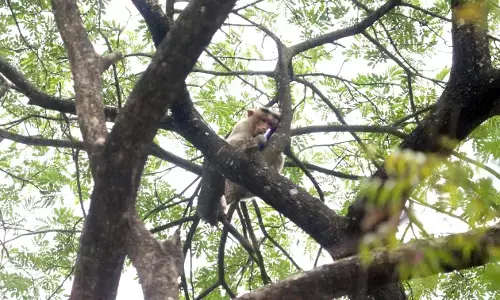 ಶಿವಮೊಗ್ಗ: ಯುವತಿಯ ಮೊಬೈಲ್ ಫೋನ್ ಎಗರಿಸಿ ಮರವೇರಿದ ಮಂಗ!