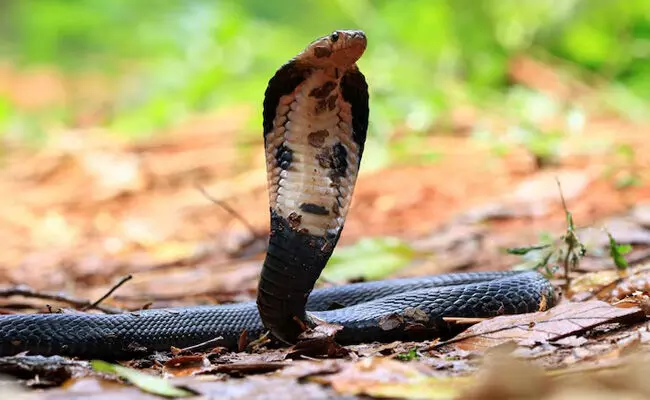 ಹಾವು ಕಡಿತದಿಂದ ಮೃತ್ಯು | ಜಗತ್ತಿನಲ್ಲೇ ಭಾರತಕ್ಕೆ ಅಗ್ರ ಸ್ಥಾನ; ವಾರ್ಷಿಕ ಅಂದಾಜು 58,000 ಮೃತ್ಯು: ವರದಿ
