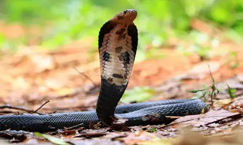 ಹಾವು ಕಡಿತದಿಂದ ಮೃತ್ಯು | ಜಗತ್ತಿನಲ್ಲೇ ಭಾರತಕ್ಕೆ ಅಗ್ರ ಸ್ಥಾನ; ವಾರ್ಷಿಕ ಅಂದಾಜು 58,000 ಮೃತ್ಯು: ವರದಿ
