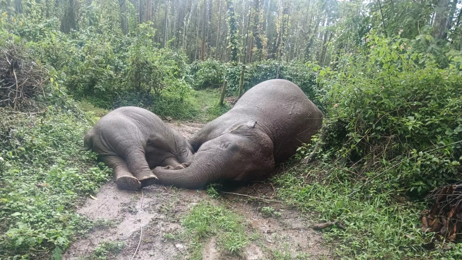 ಸಕಲೇಶಪುರ | ವಿದ್ಯುತ್ ತಂತಿ ತಗುಲಿ ತಾಯಿ ಆನೆ, ಮರಿ ಆನೆ ಸಾವು