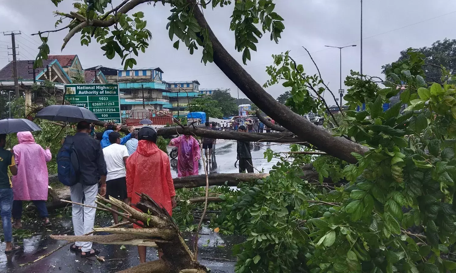 ಬೈಕಂಪಾಡಿಯಲ್ಲಿ ರಸ್ತೆಗೆ ಉರುಳಿದ ಮರ; ತಪ್ಪಿದ ಅನಾಹುತ