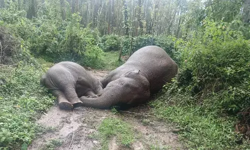 ಸಕಲೇಶಪುರ | ವಿದ್ಯುತ್ ತಂತಿ ತಗುಲಿ ತಾಯಿ ಆನೆ, ಮರಿ ಆನೆ ಸಾವು