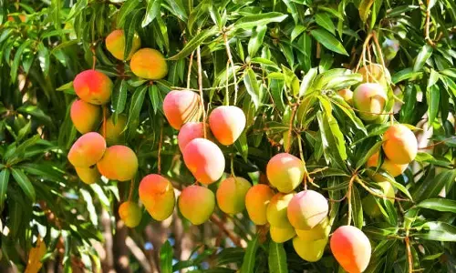 ಹಣ್ಣುಗಳ ರಾಜ ಮಾವಿನ ಬೆಲೆ ಕುಸಿತ: ತೀವ್ರ ಸಂಕಷ್ಟದಲ್ಲಿ ಬೆಳೆಗಾರರು