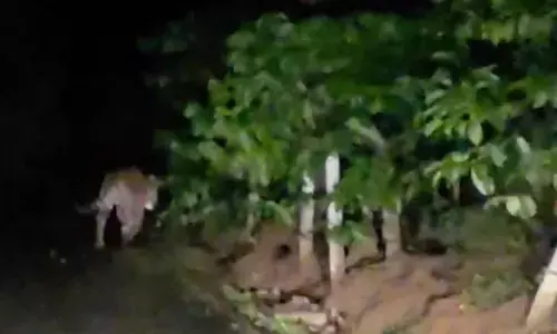 ತೋಟದೊಳಗೆ ನುಸುಳಿದ ಹುಲಿ: ಕರಡಿಗೋಡು ಗ್ರಾಮದಲ್ಲಿ ಆತಂಕ