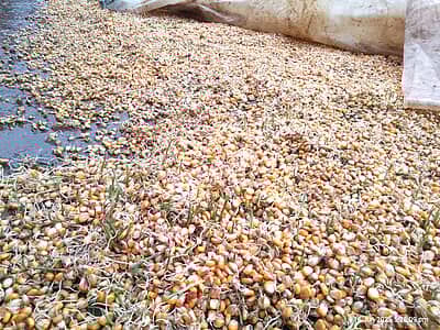 ಶಿಕಾರಿಪುರ: ಮೆಕ್ಕೆಜೋಳದಲ್ಲಿ ಮೊಳಕೆ, ಸಂಕಷ್ಟದಲ್ಲಿ ರೈತರು