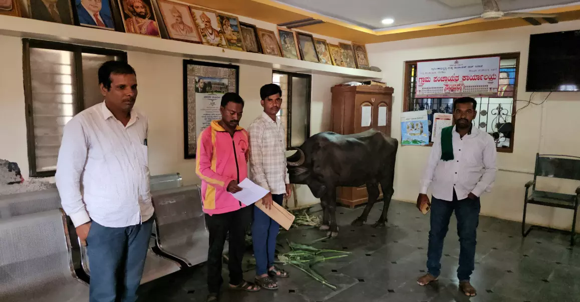 ಬೆಳಗಾವಿ | ದನದ ಶೆಡ್​ಗೆ ಮಂಜೂರಾಗದ ಹಣ; ಪಂಚಾಯತ್ ಕಚೇರಿಯೊಳಗೆ ಎಮ್ಮೆ ಕಟ್ಟಿದ ರೈತ!