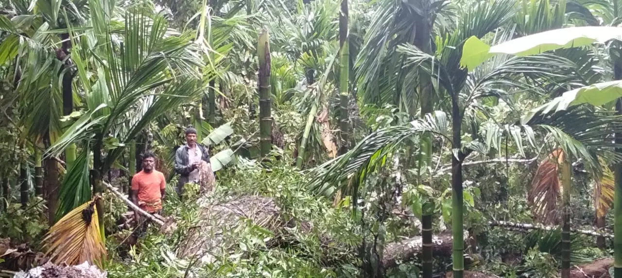 ಉಡುಪಿ| ಮಳೆಯ ಕಣ್ಣುಮುಚ್ಚಾಲೆಯಾಟ; ಹೆಚ್ಚುತ್ತಿರುವ ನಷ್ಟದ ಪ್ರಮಾಣ ಉಡುಪಿ| ಮಳೆಯ ಕಣ್ಣುಮುಚ್ಚಾಲೆಯಾಟ; ಹೆಚ್ಚುತ್ತಿರುವ ನಷ್ಟದ ಪ್ರಮಾಣ